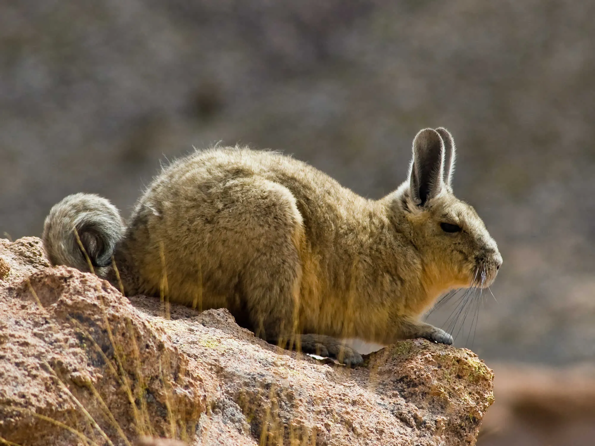 Viscacha, Eduardo Avaroa Reserve, Uyuni, Bolivia