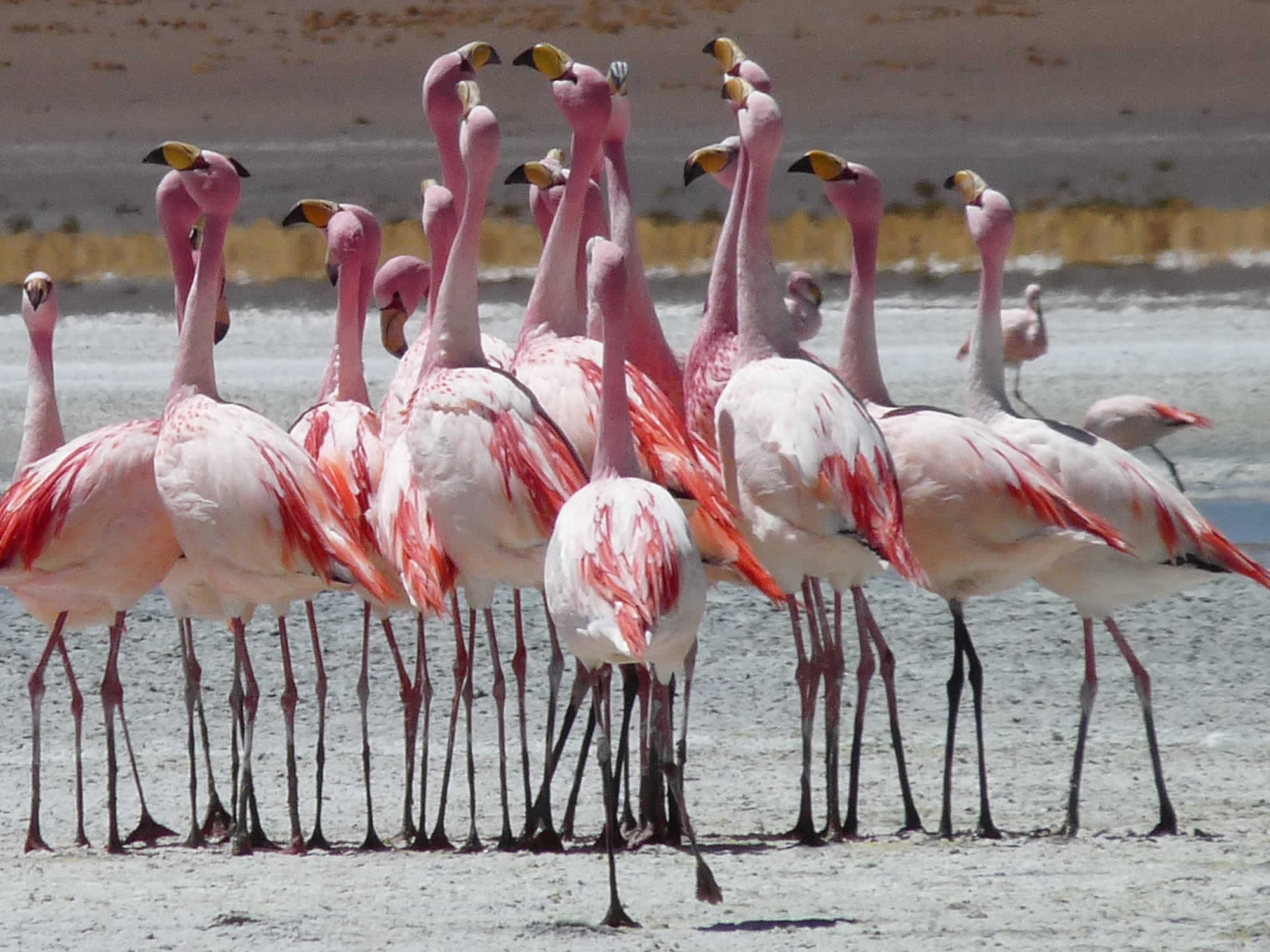 Flamingos, Eduardo Avaroa Reserve, Uyuni, Bolivia