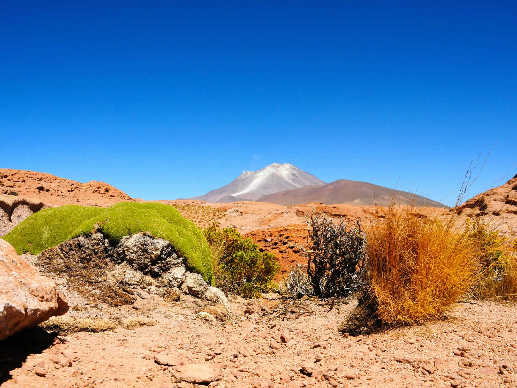 Yareta and the Ollague volcano, Eduardo Avaroa Reserve, Uyuni, Bolivia