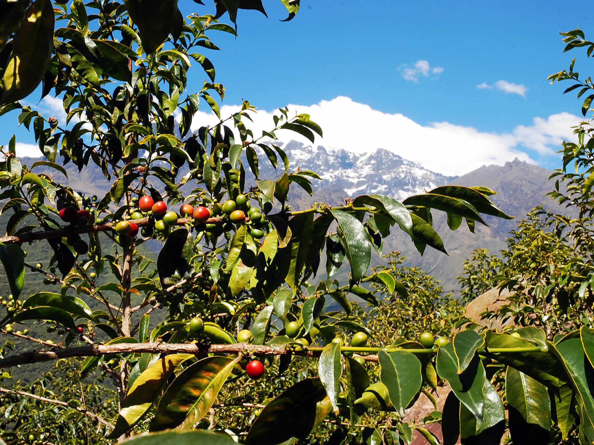 Coffee Route, La Paz Tours, La Paz