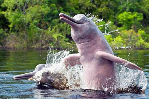 Madidi Natonal Park Pink River Dolphins