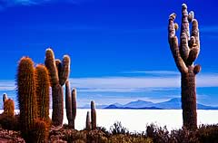 Incahuasi Island