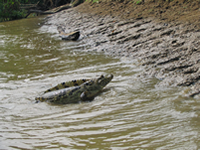 Boat trip in the Amazon region