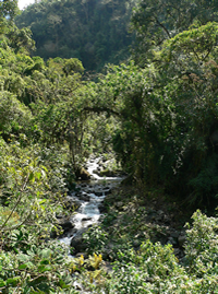 Incachaca