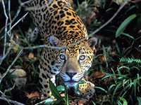 Manuripi Wildlife Reserve