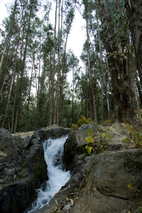 Pairumani