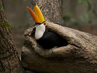 Municipal Zoo