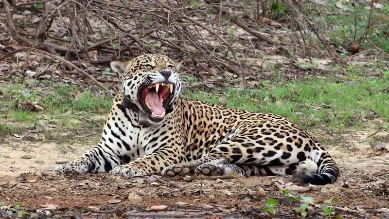 Madidi National Park Rainforest