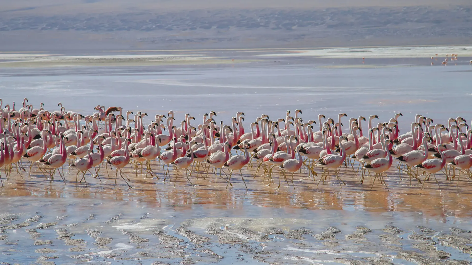 Eduardo Avaroa National Reserve in Bolivia