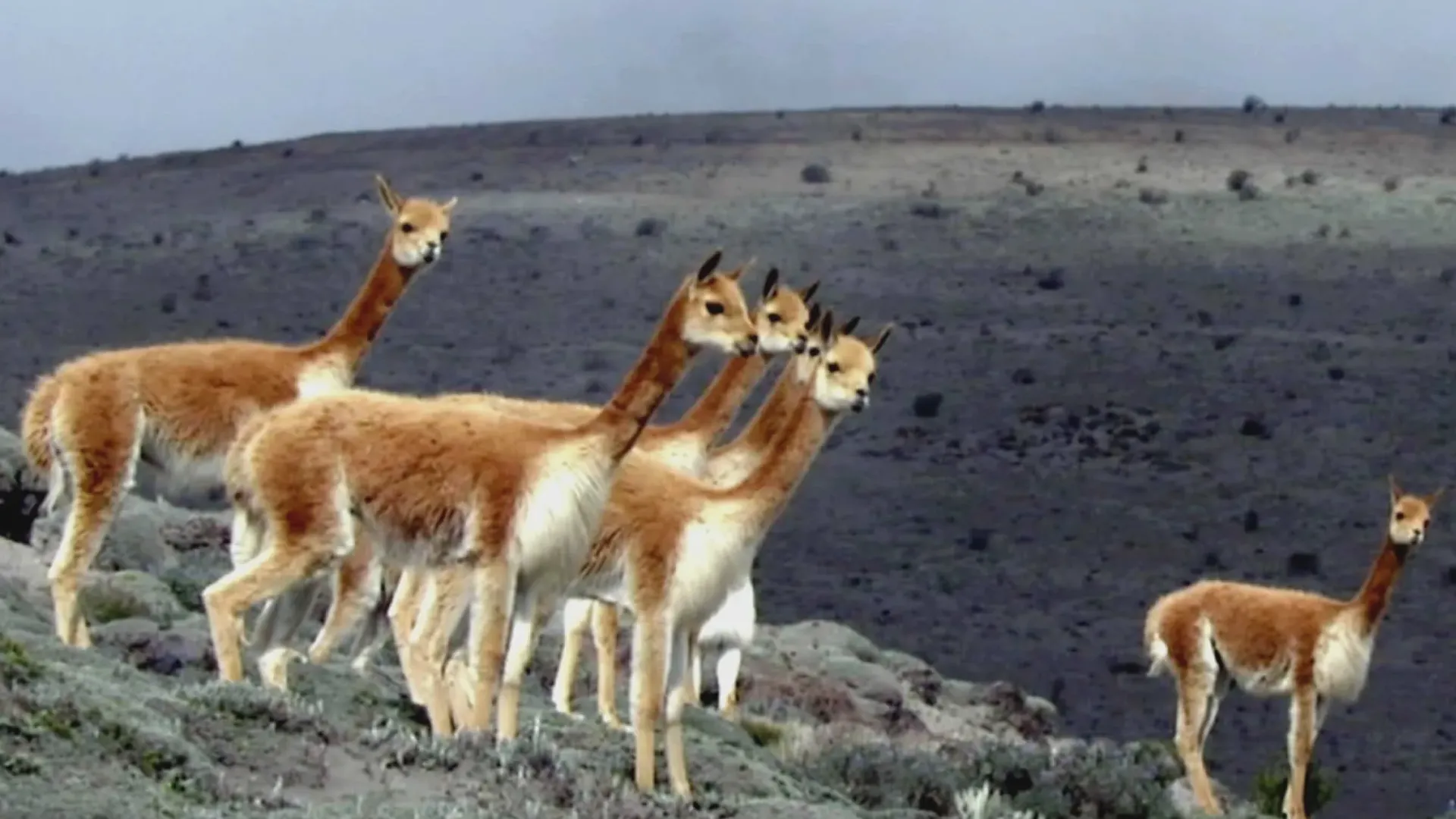 Andean Fauna